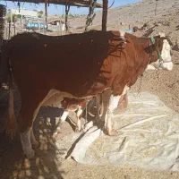 فروش گاو شیری
