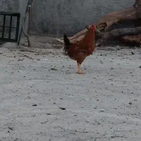 سه عدد خروس