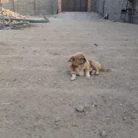 سگ باهوشوسالم