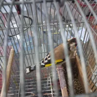 سهره ماده دورگ کشیده بلند