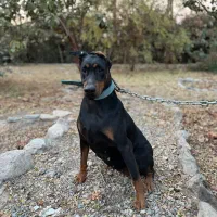 سگ دوبرمن ماده 2 ساله باهوش