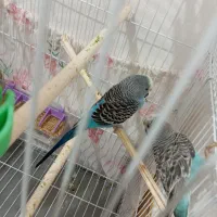 مرغ عشق سرحال