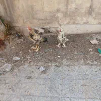 مرغ محلی و خروس لاری