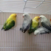 کوتوله عروس گرینچیک کاسکو خورشیدی یووینگ فیشر|لوازم جانبی حیوانات|مشهد, کشف|دیوار