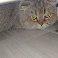 گربه اسکاتیش اصیل