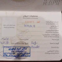 پودل اصیل|سگ|تهران, فردوس|دیوار
