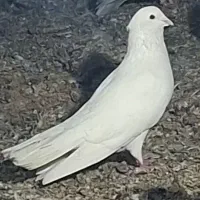 تهرانی و شیخ