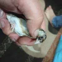 سهره نر|پرنده|پارسآباد, |دیوار