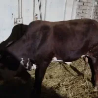 فروش گوساله نر