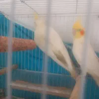 عروس هلندی کاملا سالم وجوان