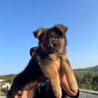 توله ژرمن شولاین اصیل|سگ|ساری, |دیوار