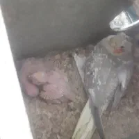 عروس جوجه