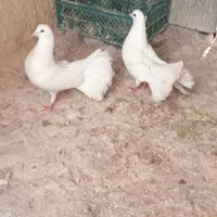 یک جفت کبوتر دم چتری اصل