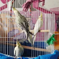 سه عدد عروس هلندی مطابق عکس.