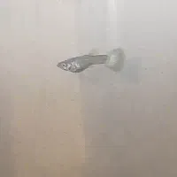 ماهی گوپی بلومسکو|ماهی|مشهد, فدک|دیوار