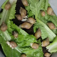 حلزون با صدف سه تا پنج سانت