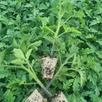 کشت نشاء گوجه فرنگی رقم ۴۱۲۹ و ۱۰۱۲