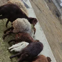 تعدادی میش بره سالم