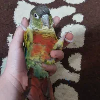 طوطی گرینچیک