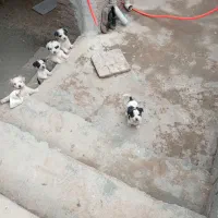 حیوان خانگی