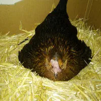 تخم مرغ گلین نطفه‌دار از مرغ‌های اصلی نژادهای اصلی