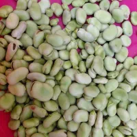 سفارش انواع سبزی،باقله،کنگر