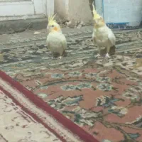 جوجه عروس هلندی