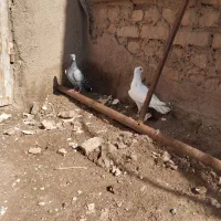 کفتر|پرنده|تربت‌حیدریه, ترمینال|دیوار