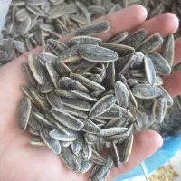 تخمه کانادایی لوکس بصورت عمده