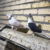 تعداد ۲۵ عدد کبوتر طوقی و دوکت|پرنده|پیر بکران, |دیوار