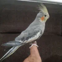 جوجه عروس هلندی