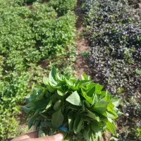 سبزی بصورت عمده