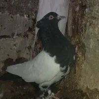 جفت‌ماده‌به‌شرط|پرنده|ساوه, |دیوار