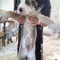 پیتبول ۳ ماهه|سگ|صباشهر, |دیوار