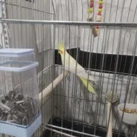 عروس هلندی نر|پرنده|گیان, |دیوار