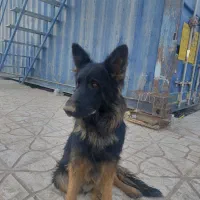 واگذاری ژرمن وپاکوتا|سگ|صباشهر, |دیوار