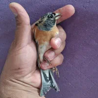 تلفن رومیزی ابزار وسیله و غیره