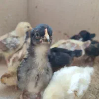 جوجه محلی کاکلی یک ماهه|حیوانات مزرعه|سیاهکل, |دیوار