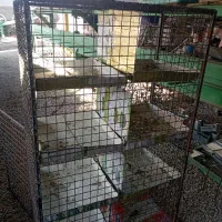 زردپلنگ جفتگاه|پرنده|کرمان, |دیوار