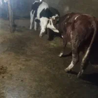 گوساله ی سیمنتال|حیوانات مزرعه|سنندج, |دیوار