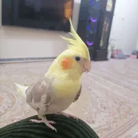 عروس هلندی|پرنده|خاوران, |دیوار