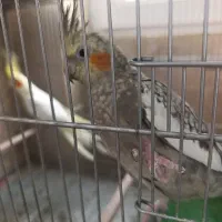 عروس هلندی جفت