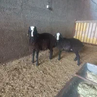بره قوچ وبره ماده اصیل شال