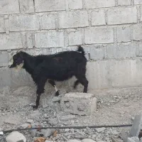 فروش گوسفند محلی|حیوانات مزرعه|رودخانه, |دیوار