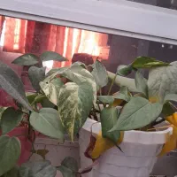 فروش  انواع  گل|گل و گیاه طبیعی|اردکان, |دیوار