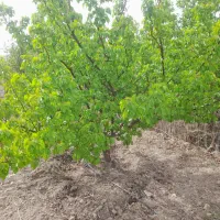 باغچه-432-متری-سند-تک-برگ