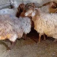 میش هترو چند قلوزا