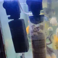 ماهی|ماهی|مشهد, شهید معقول|دیوار