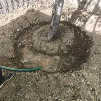 انجام تمامی خدمات باغبانی و فضای سبز ومحوطه|خدمات باغبانی و درختکاری|شیراز, شهرک گلستان|دیوار