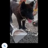 پیدا شده